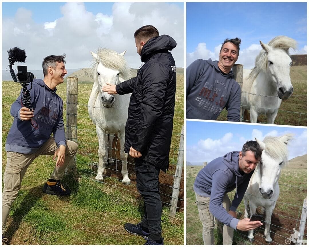caballos islandeses