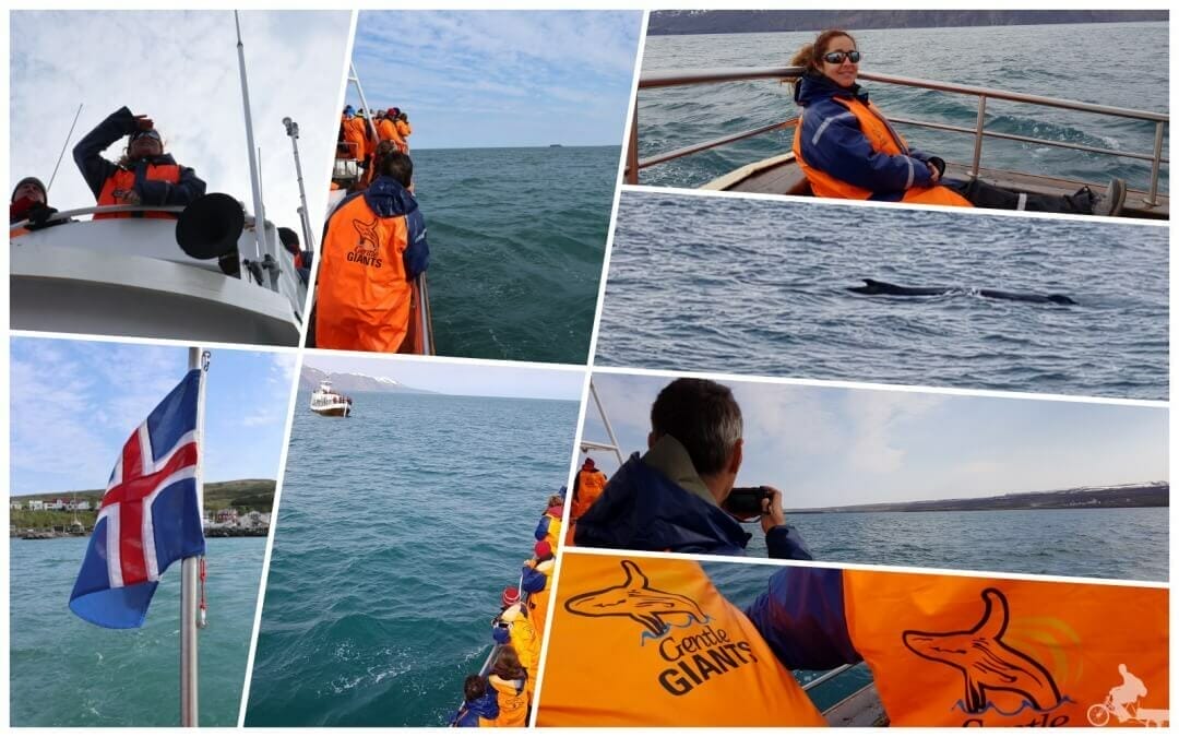 avistamiento ballenas islandia