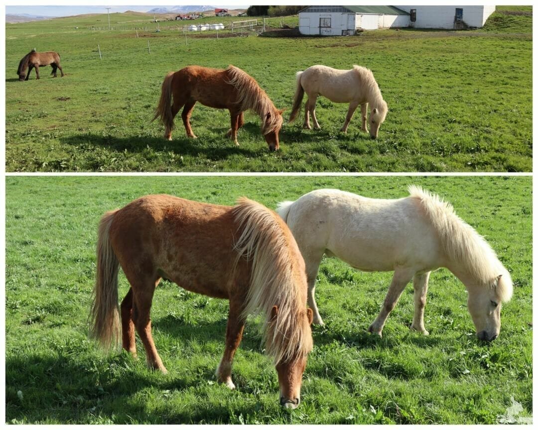 caballo islandes