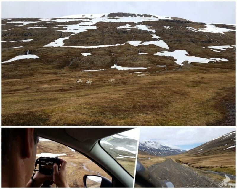 camino a fiordo islandia