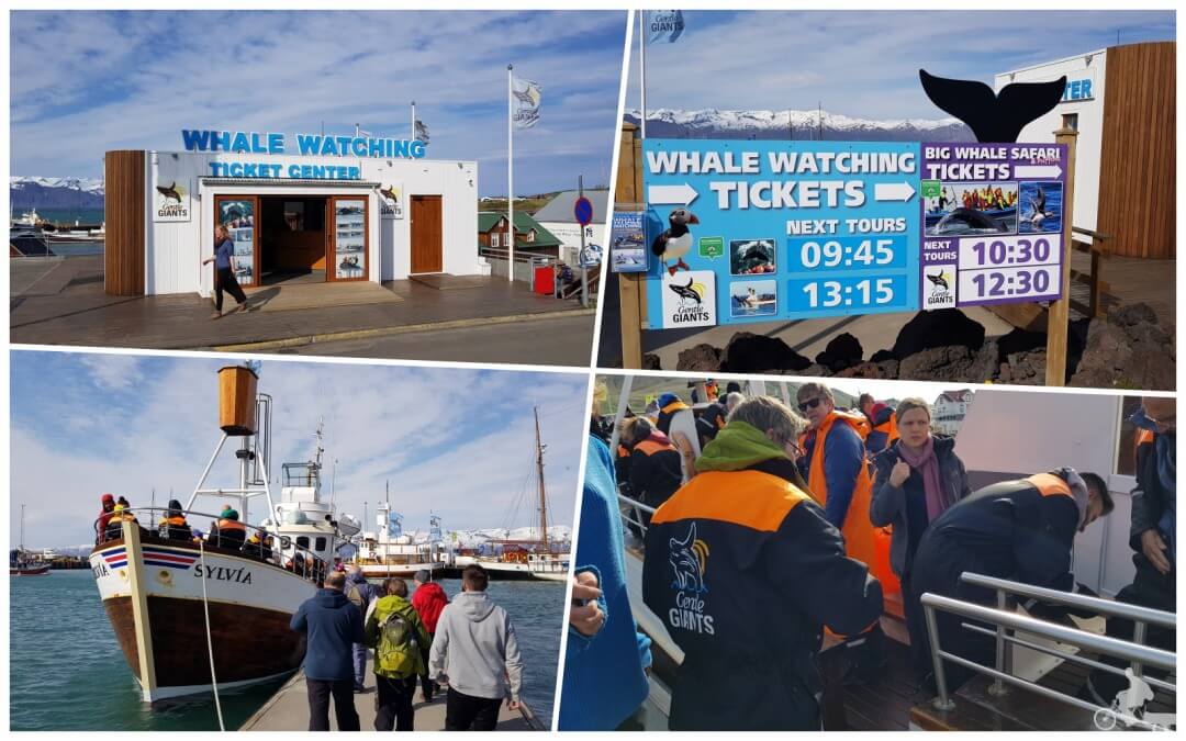 Gentle giants Avistamiento de ballenas en Husavik