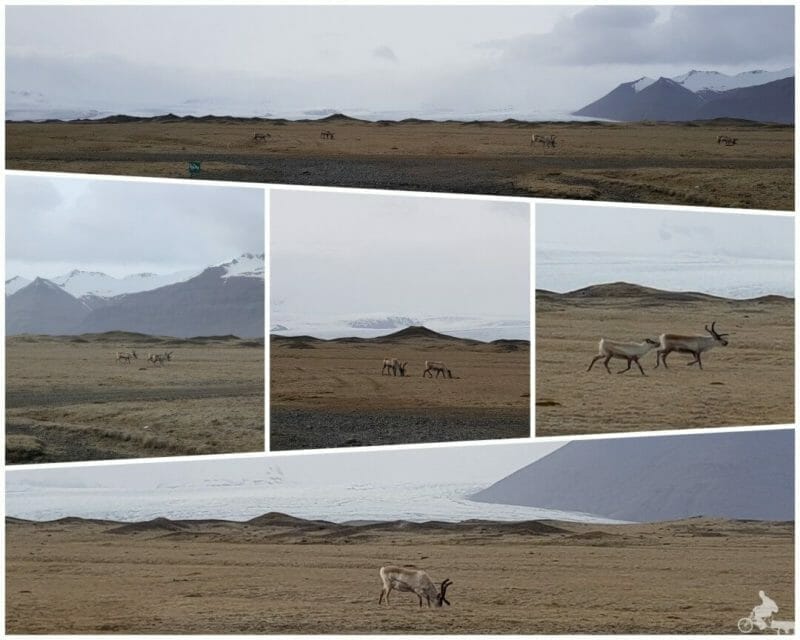 renos islandia