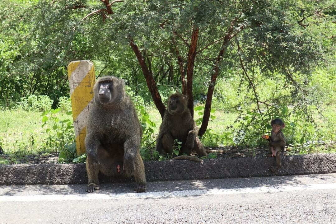 Monos Gelada en las gargantas del río Nilo Azul