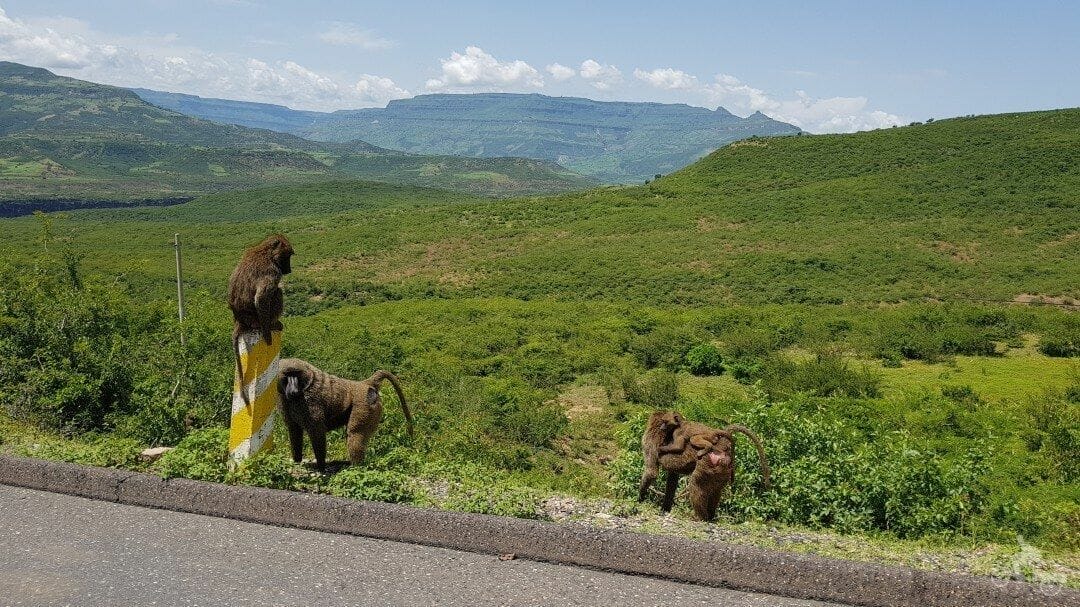 Monos Gelada en las gargantas del río Nilo Azul