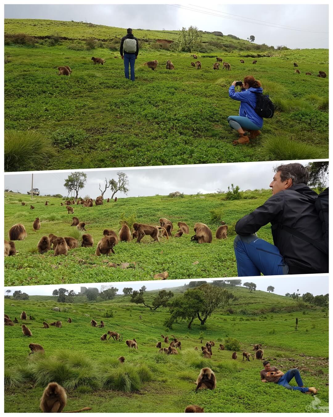 babuinos monos gelada de simien