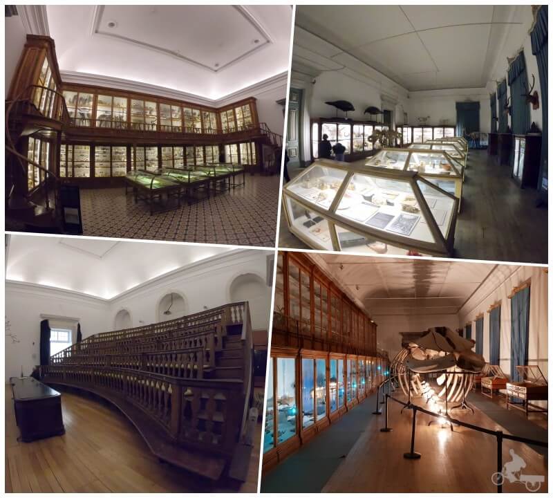 colegio de -jesus coimbra