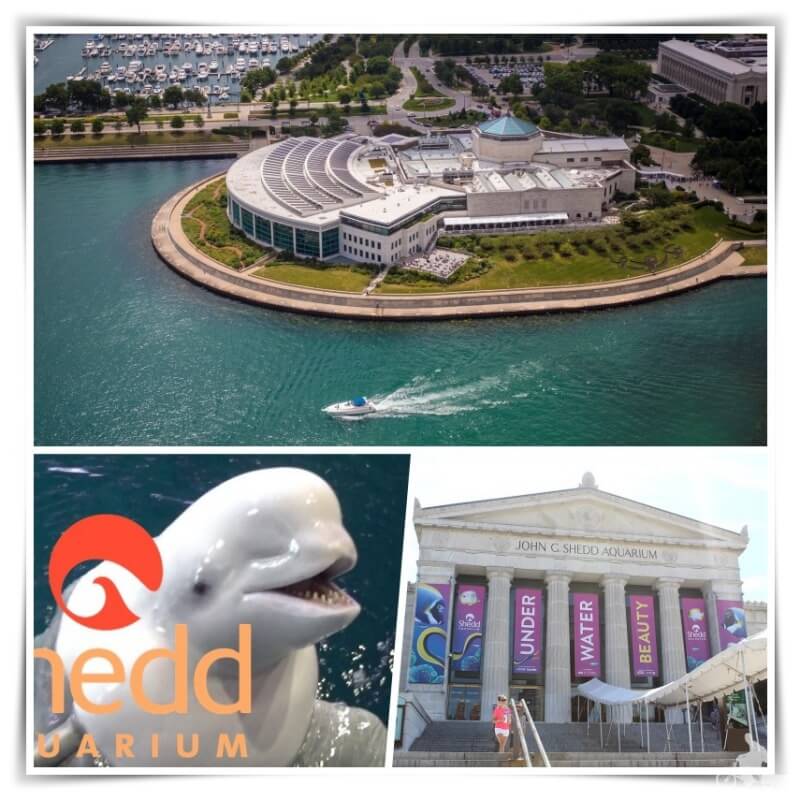 shedd aquarium chicago