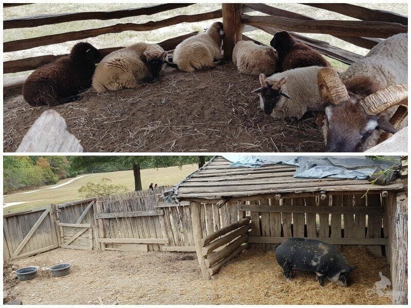 animales mount vernon