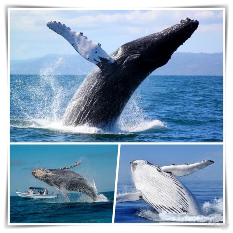 avistamiento de ballenas samana