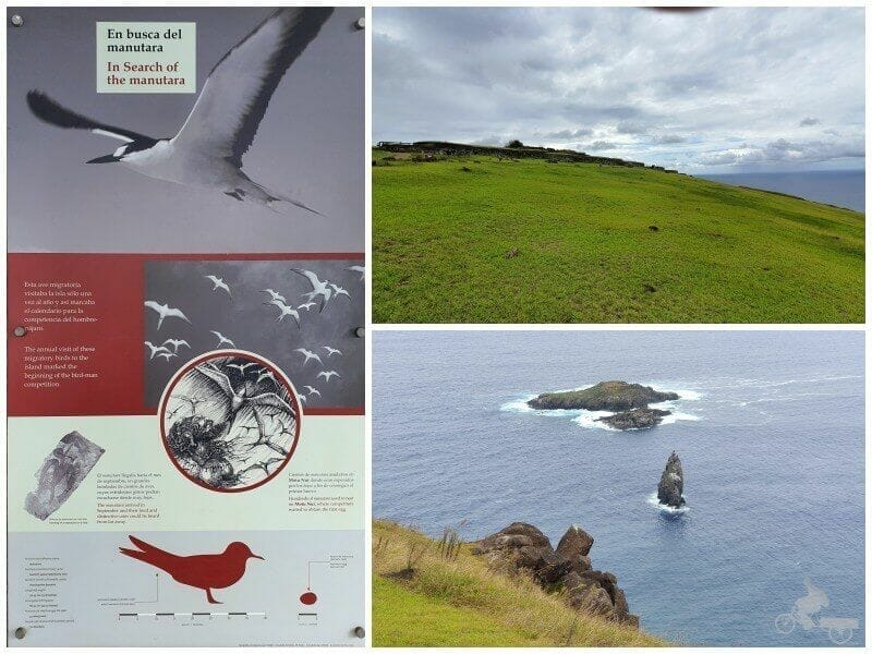manutara en isla de Pascua