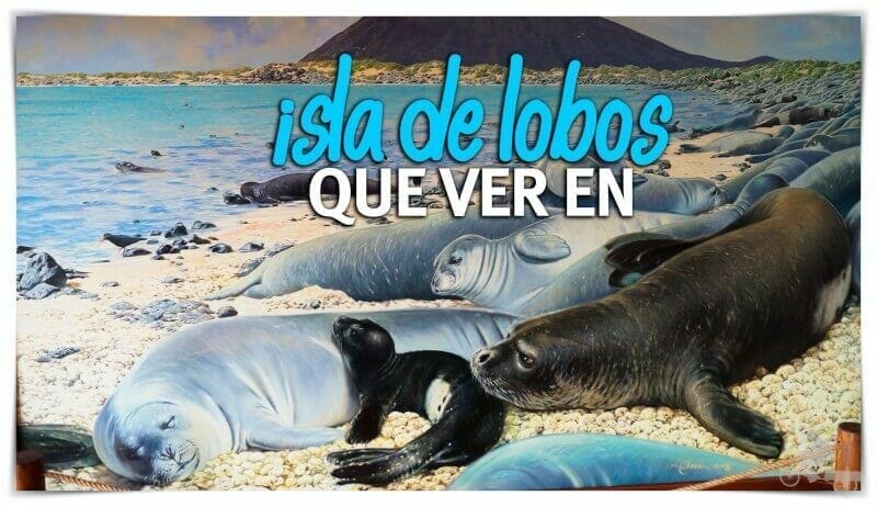 Qué ver en isla de Lobos