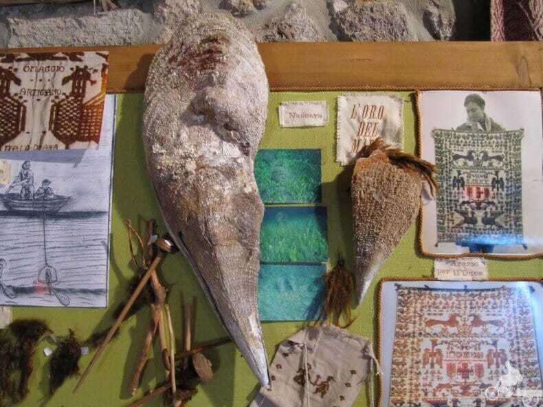 sant antioco - molusco gigante