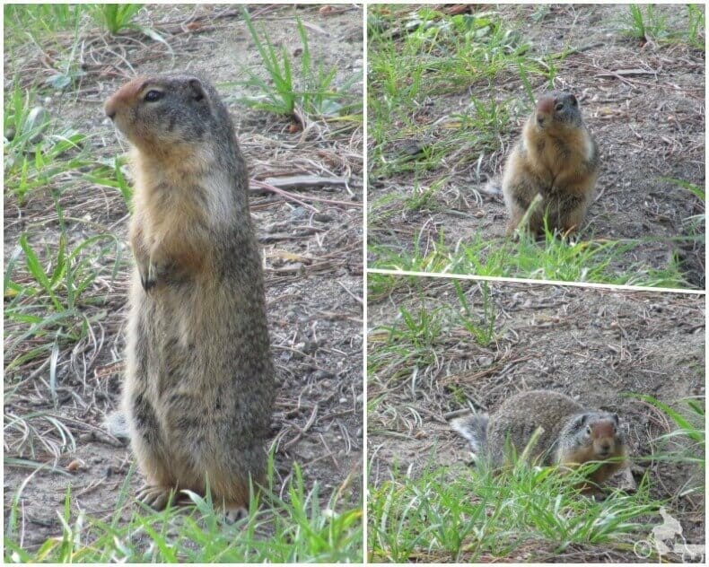 animales camping Whistlers
