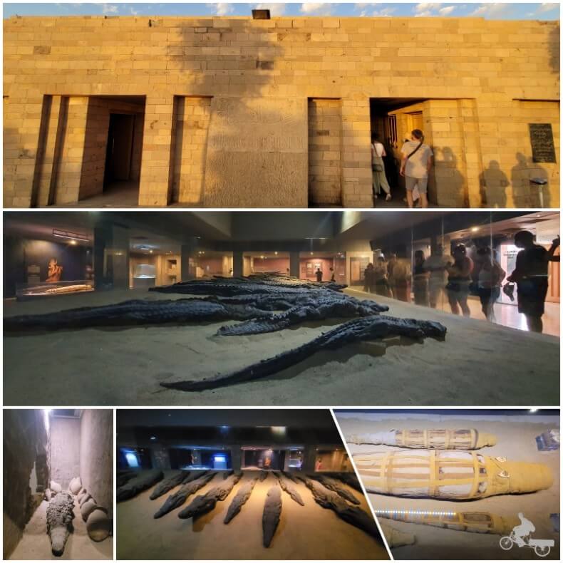 museo del cocodrilo