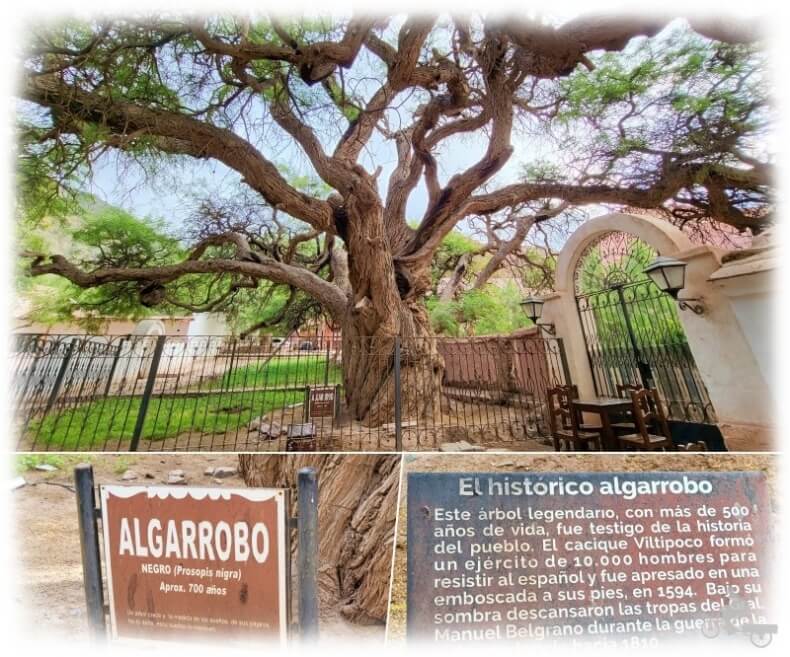 algarrobo viejo centenario
