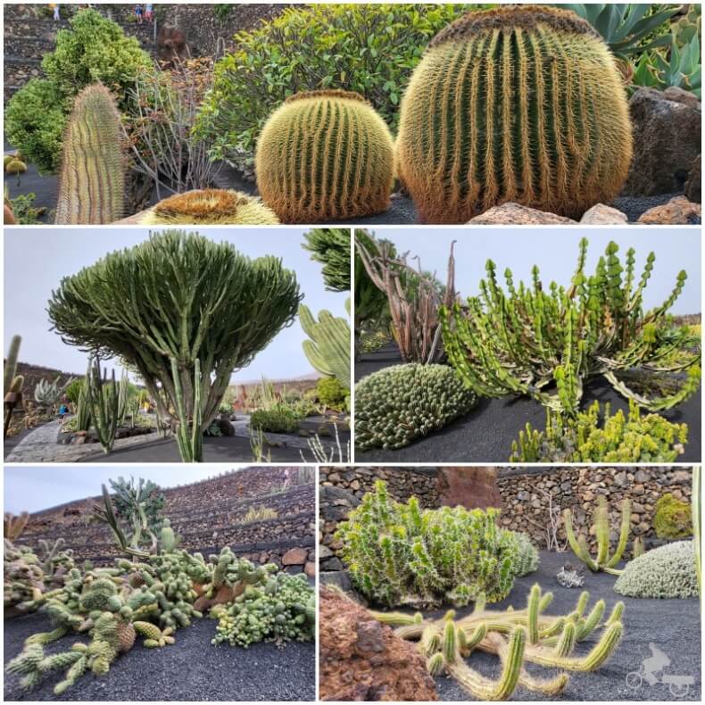  jardín cactus Lanzarote