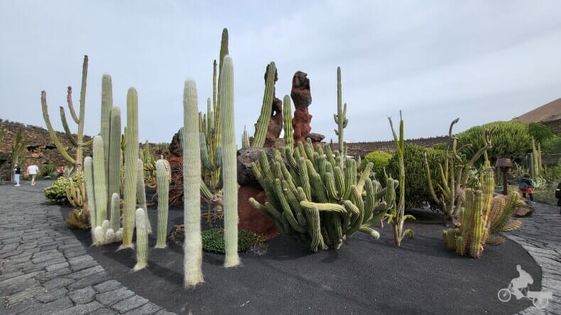  jardín cactus Lanzarote