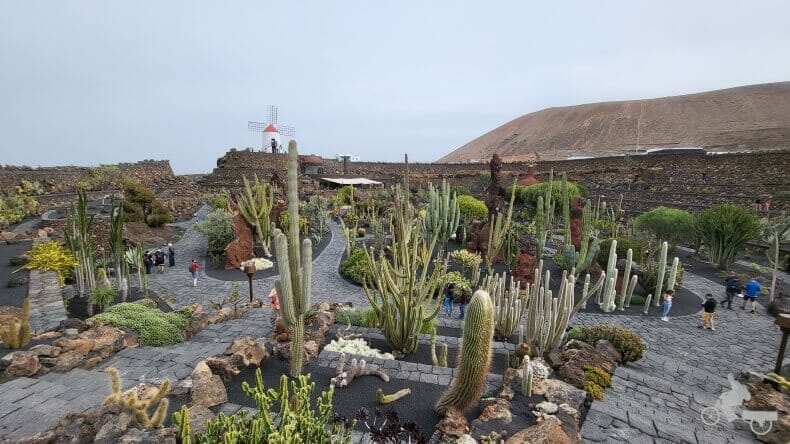  jardín cactus Lanzarote
