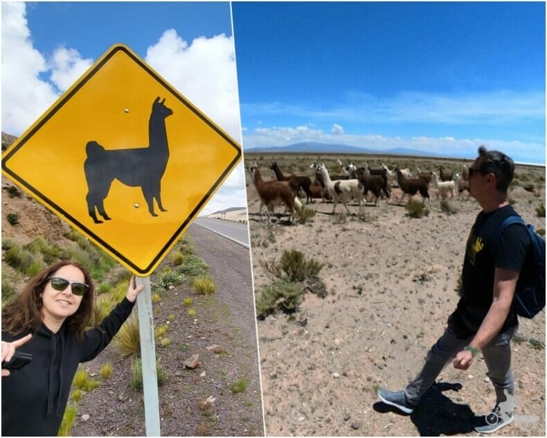 llamas y vicuñas Argentina