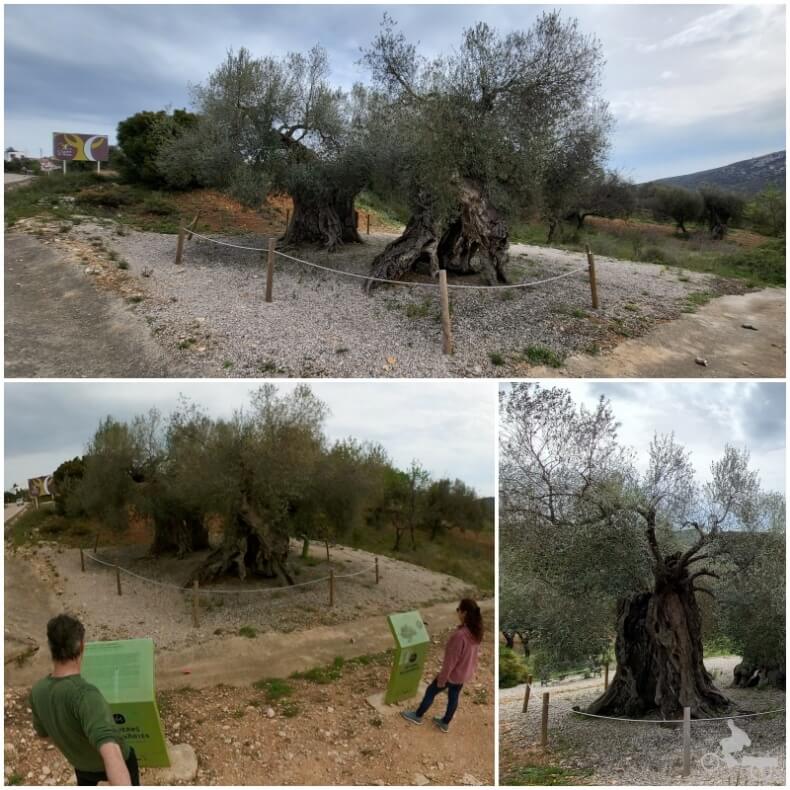 Olivos milenarios