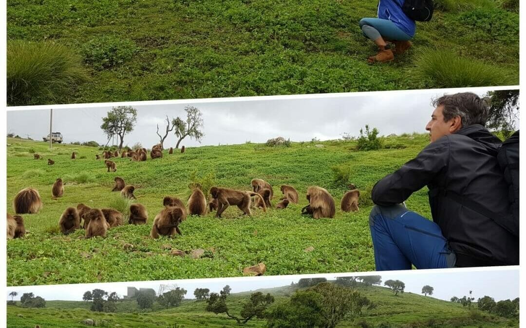 babuinos monos gelada de simien