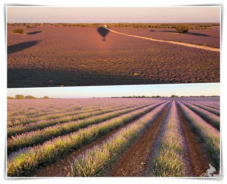 vuelo en globo por los campos de Lavanda de Brihuega