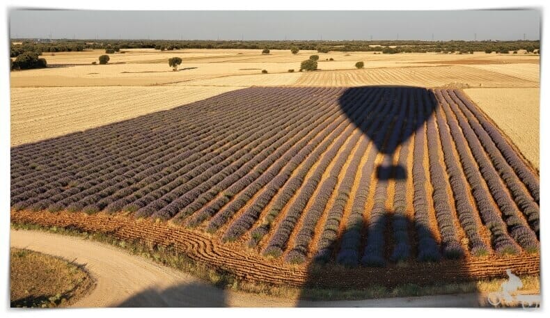 sombra globo por los campos de Lavanda