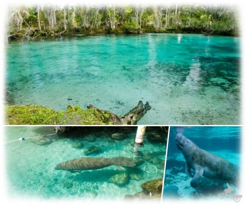 Ver manatíes en Crystal River