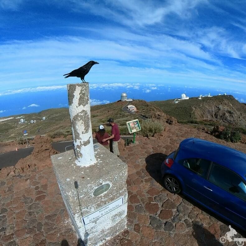 cuervo canarias