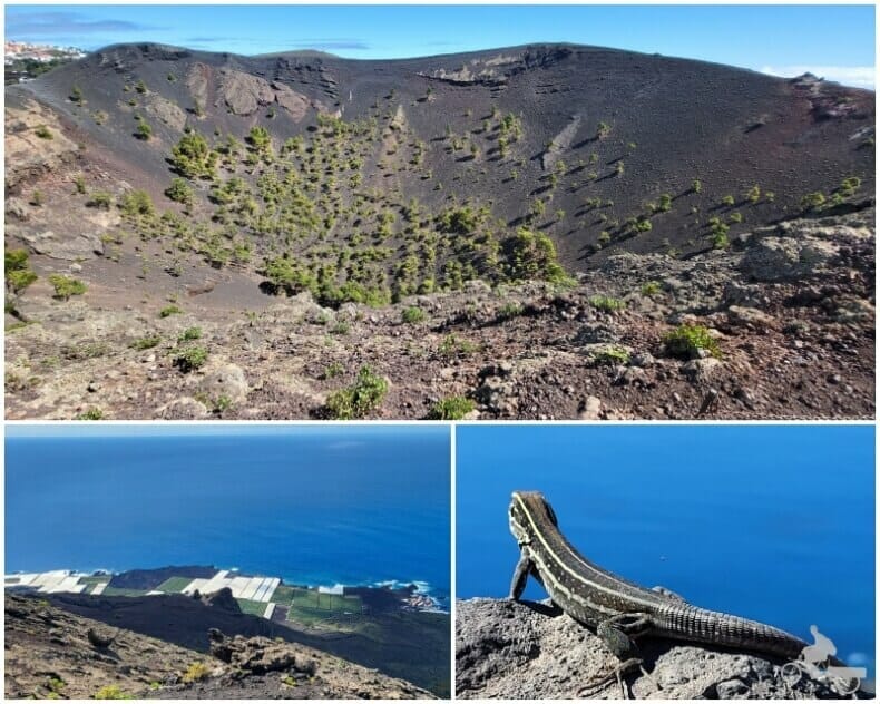 plataneras canarias