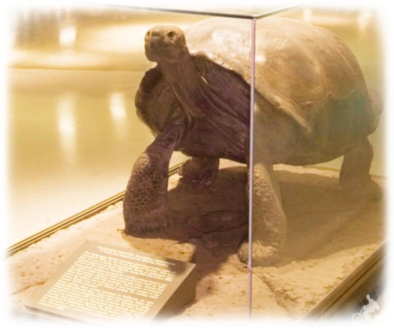Tortuga galapagos AMNH