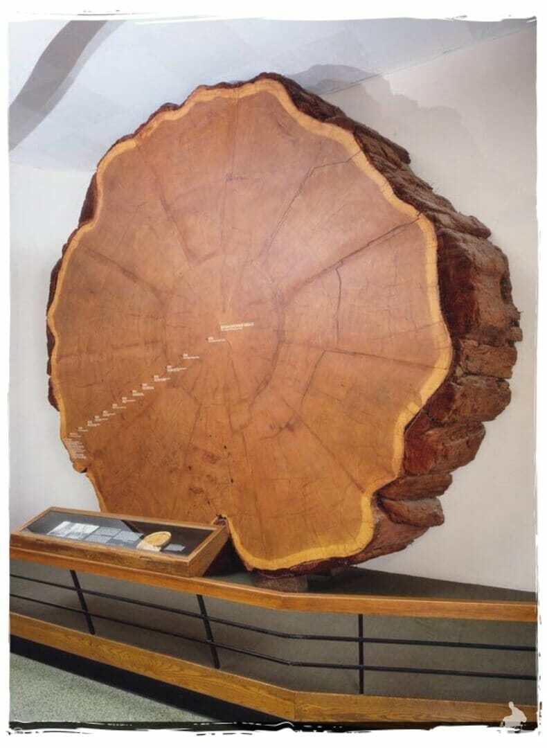 corte de sequoia