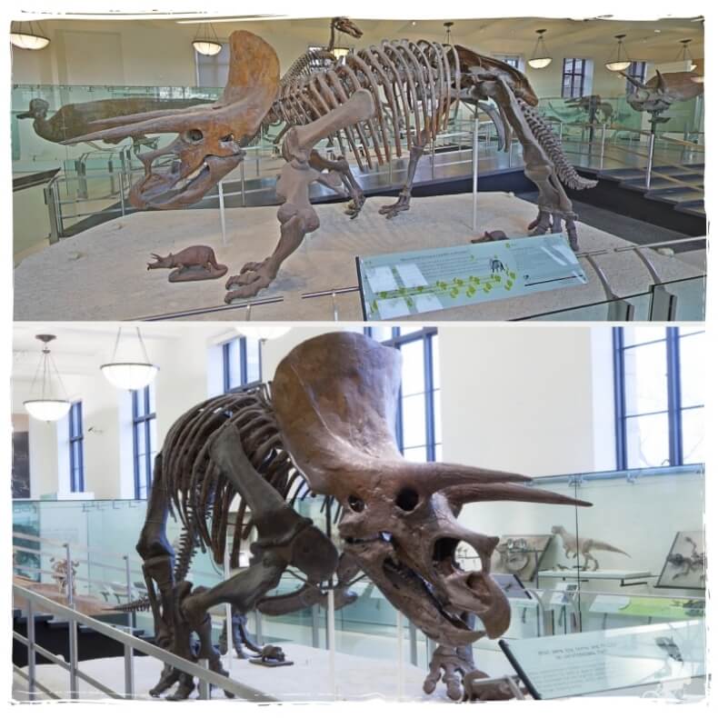 Triceratops