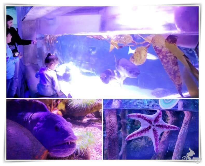 interior sea life london