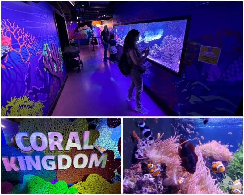 coral kingdom