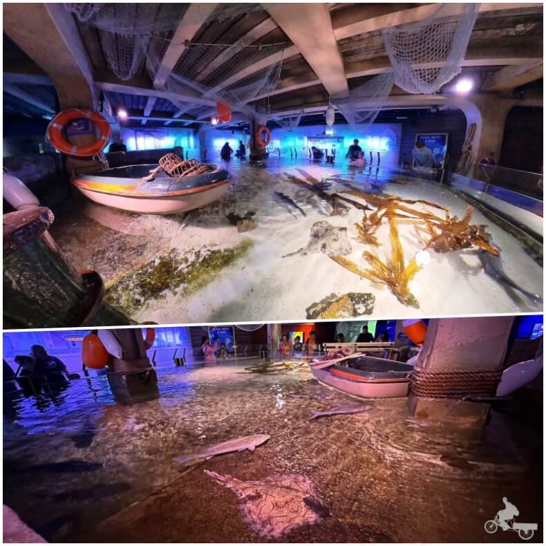 acuario de Londres sea life