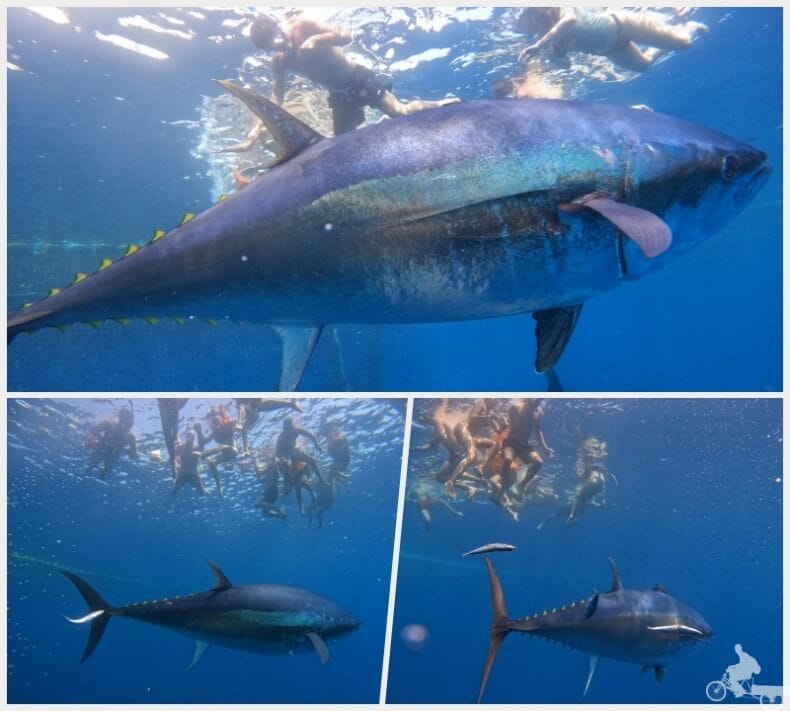 snorkel tuna