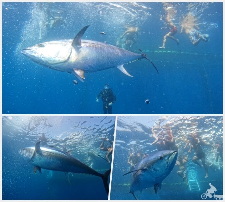 snorkel bucear con atunes rojos