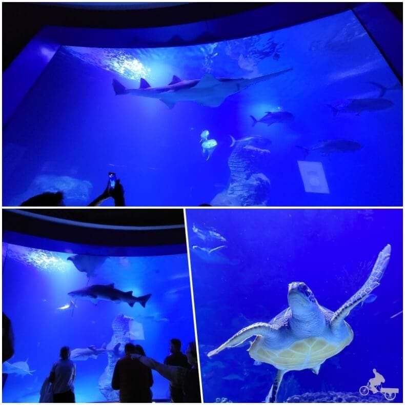 Oceanogràfic de Valencia