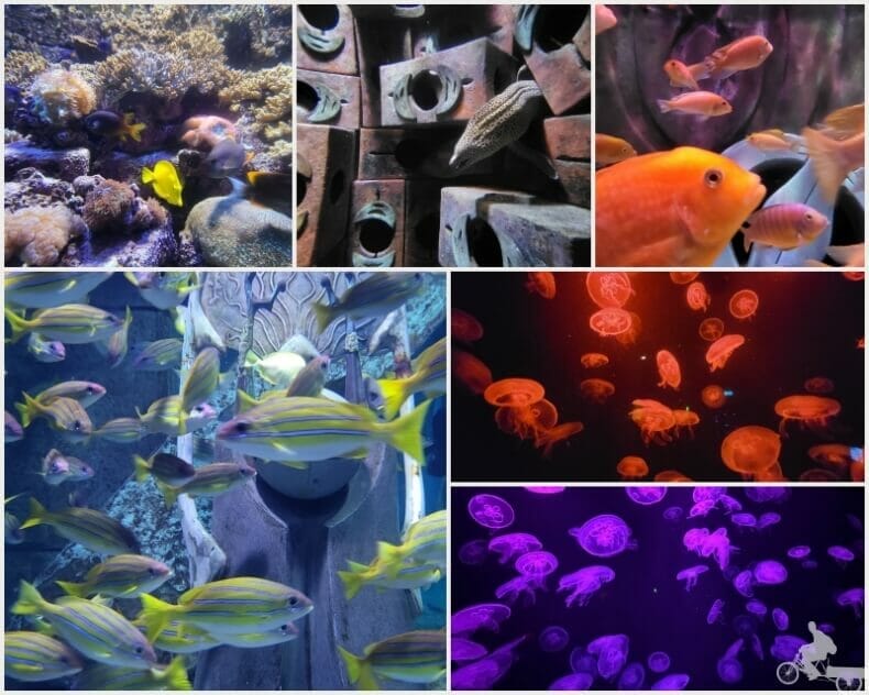 peces acuario