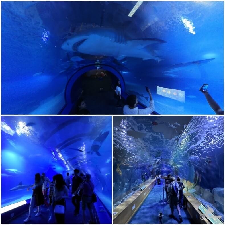 tunel tanque acuario Oceanografic de Valencia