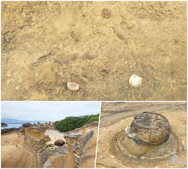 rocas de fósiles