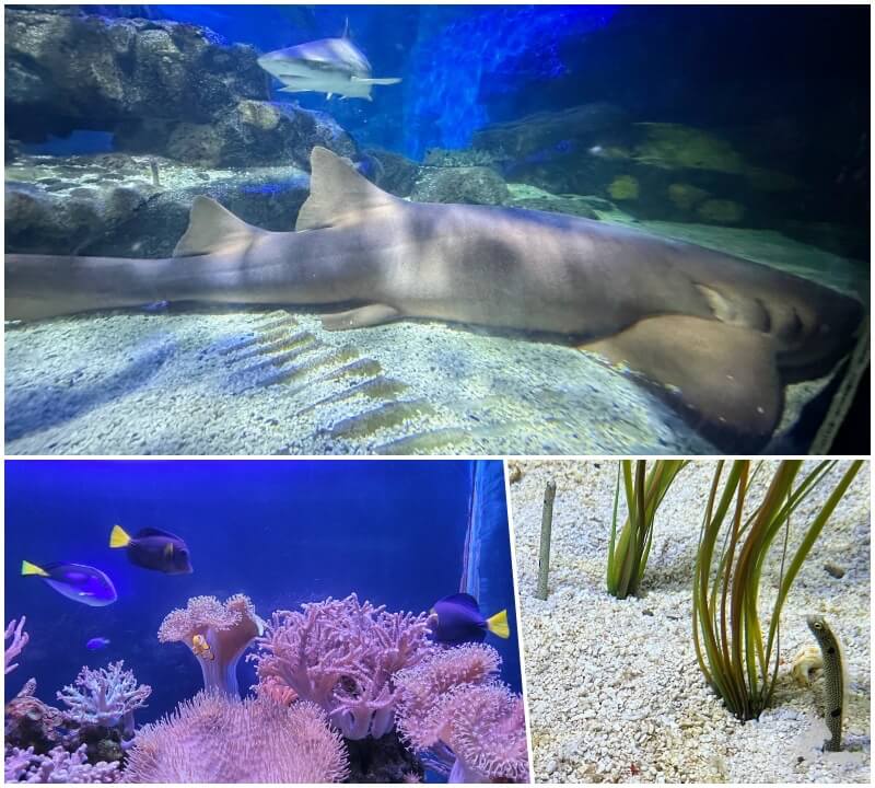 Tiburones en acuario Inglaterra