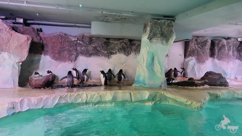 pingüinos en cautividad del reino Unido