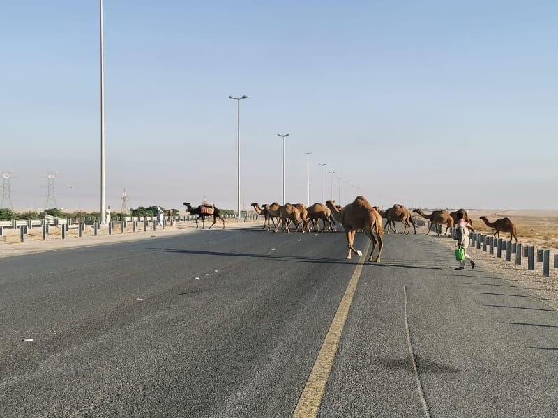 camellos cruzando carretera en Kuwait
