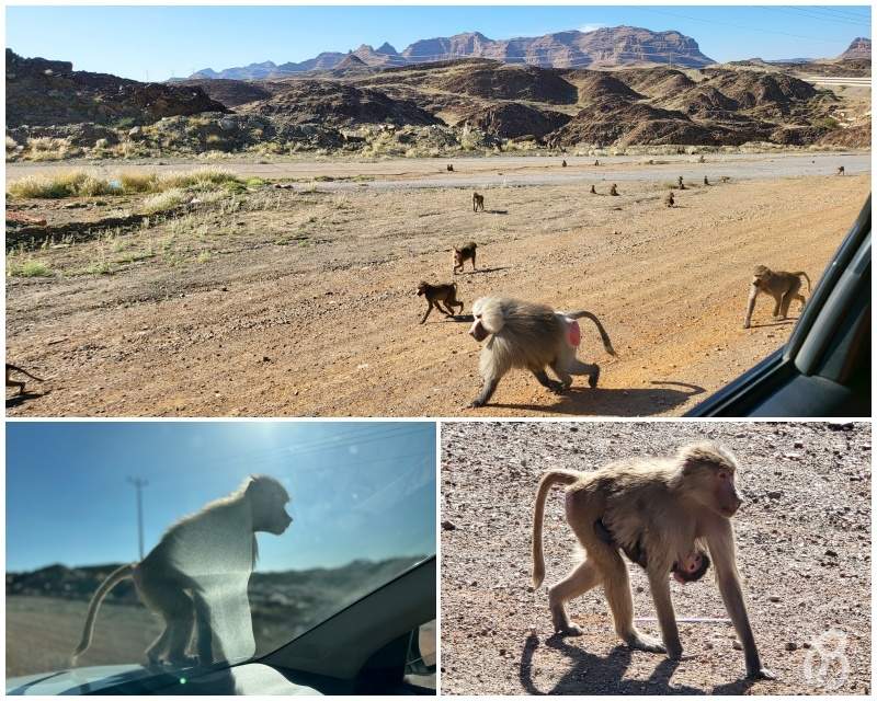 monos en arabia 