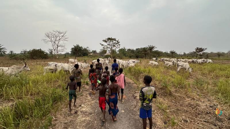 vacas de Africa golfo de Guinea