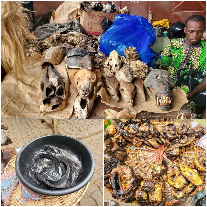 Animales en el Gran Mercado de Porto Novo