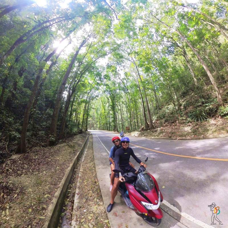 Bilar Man-Made Forest en el recorrido por Bohol en un día