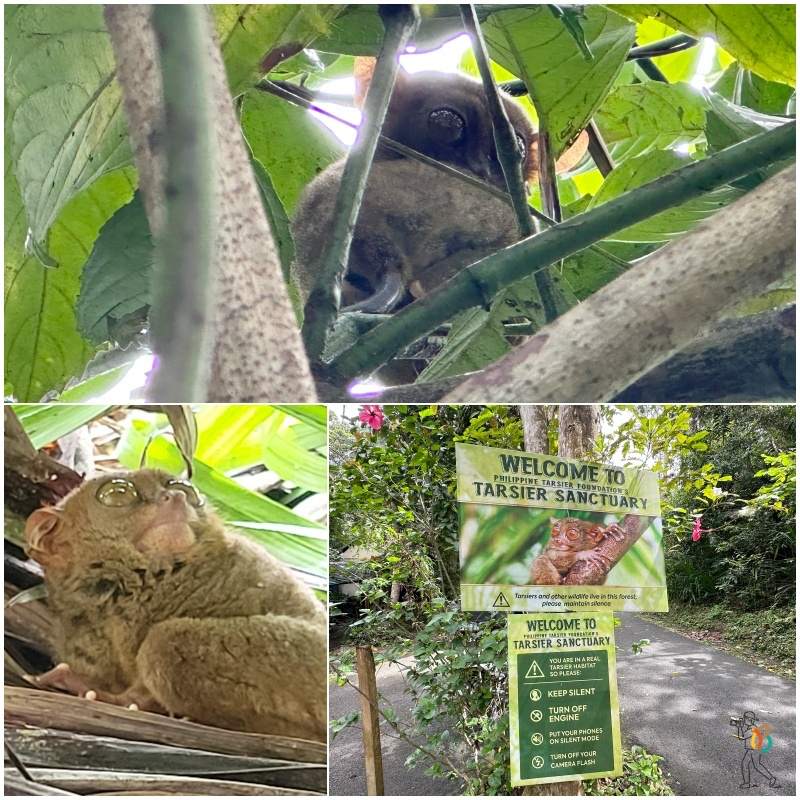 Philippines Tarsiers Santuary de Corella imprescindible que ver en Bohol en un día